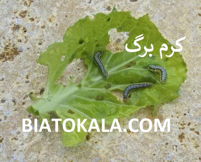 سم برای کرم برگ خوار